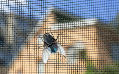 Can You Get Fly Screens In French Doors?
