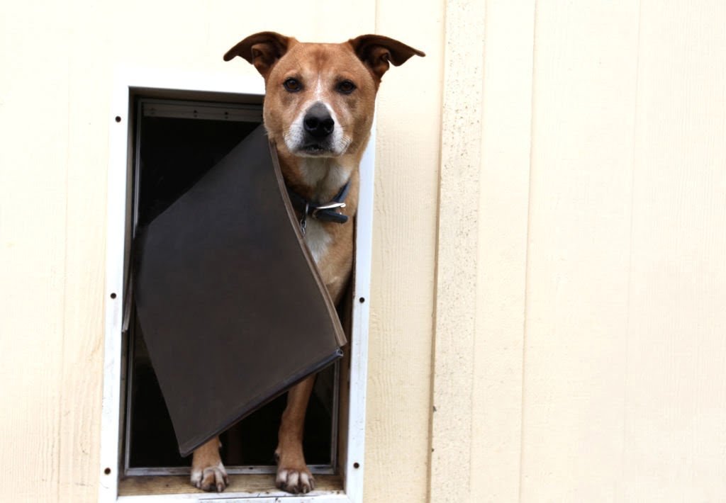 Dog in Doggie Door