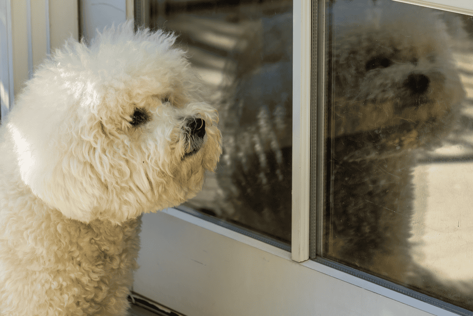 White dog looking out through a glass door